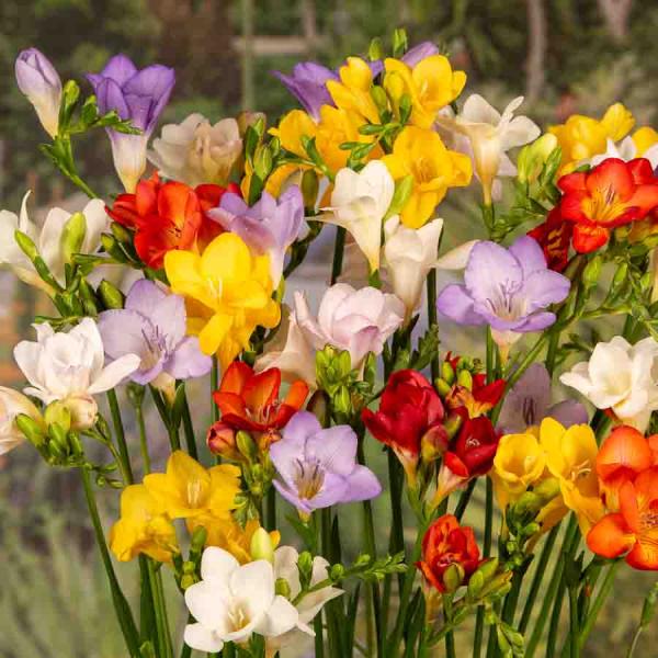 Bulbes à fleurs à planter au printemps - Frésia Simple en Mélange (x15) - face recto